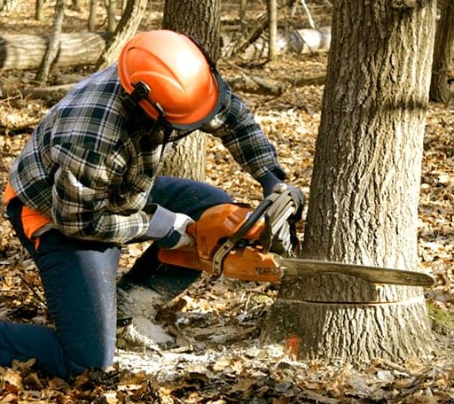 Tree Removal in Little York, IL